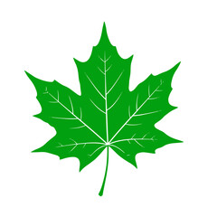 Vibrant green maple leaf design symbolizes nature's beauty and autumn renewal