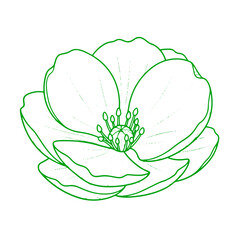 Delicate green line art flower illustration, perfect for natural designs and branding