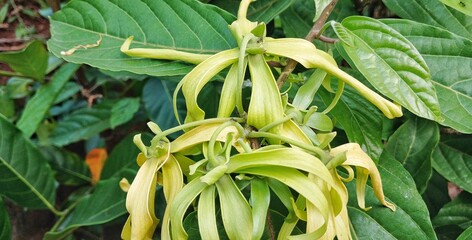 A close-up of a blooming Ylang-Ylang flower (Cananga odorata) with green leaves.