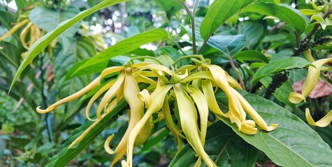 A close-up of a blooming Ylang-Ylang flower (Cananga odorata) with green leaves.