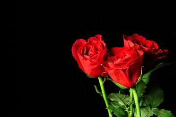 Beautiful red rose flowers on black background