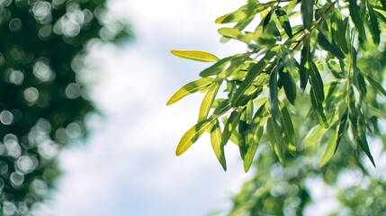 Sunlight filters through green foliage, creating a dreamy bokeh effect against the sky in this serene natural scene.