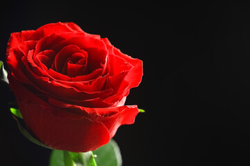 Fototapeta premium Beautiful red rose flower on black background