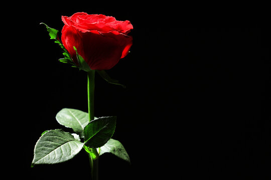 Beautiful red rose on black background