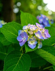 Close-up of a vibrant hydrangea cluster, delicate shades of purple and blue, surrounded by lush green foliage