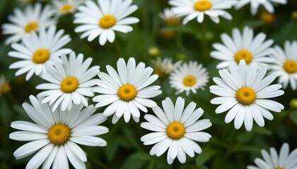 Fototapeta premium Fresh white daisy flowers in bloom, delicate petals, symbol of purity and innocence, soft natural background.