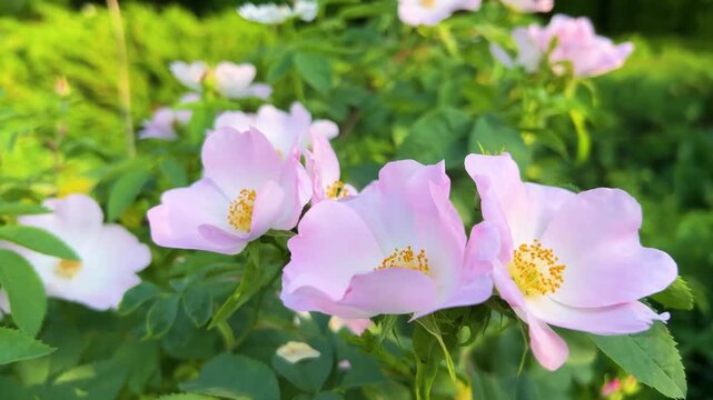 delicate white and pink flower