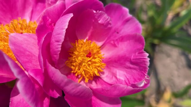 paeonia daurica flower.