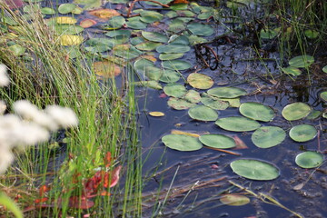 Green lily pads floating on calm pond water surrounded by tall wetland grass