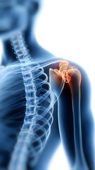 Detailed anatomical illustration of human shoulder joint with highlighted bone structure and surrounding musculature in medical imaging style