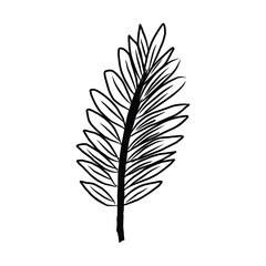 Fototapeta premium Detailed black feather line art illustration with hand-drawn style, perfect for design projects, prints, and decorative creative use.