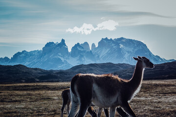 llama in the mountains © Capture the Moment