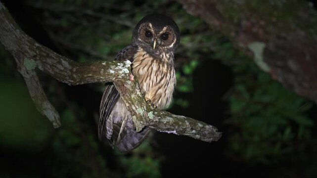 Strix virgata