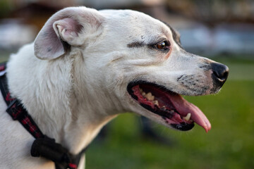 Perfil de perro sacando la lengua