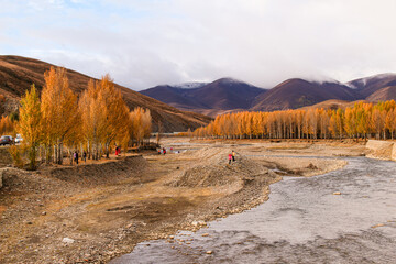 Daocheng, Sichuan, China, golden, poplar, forest, river, mountains, autumn Golden poplars line a...
