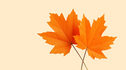 Closeup of two orange maple leaves isolated on beige background autumn fall foliage seasonal nature concept