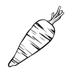 Carrot line drawing, black on white background, vector illustration.
