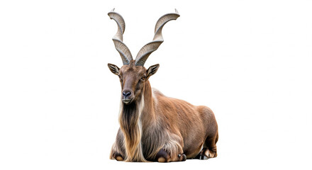 Majestic Markhor (Capra falconeri) with impressive spiral horns, resting calmly on an isolated transparent background, showcasing its unique features.