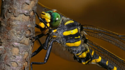 insect, nature, macro, dragonfly, bug, green, animal, leaf, fly, wildlife,