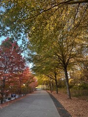 Autumn trees along the Atlanta BeltLine trail