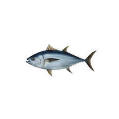 tuna fish watercolor isolated vector white background