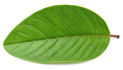 Guava Leaf on White Background