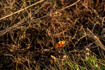 Capturing the Last Whispers of Autumn: Inner Mongolia's Daqing Mountain Series