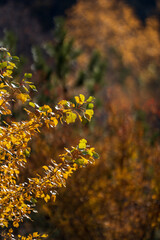 Capturing the Last Whispers of Autumn: Inner Mongolia's Daqing Mountain Series