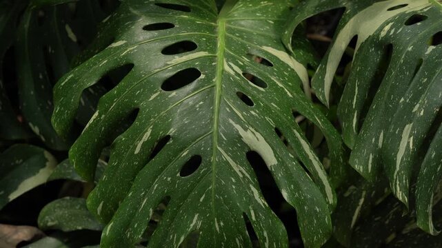 close up of Monstera Thai constellation leaves, big tropical plants, indoor garden, variegated plants