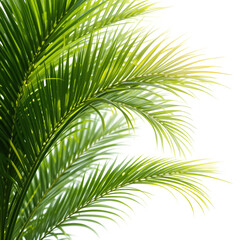 palm tree leaves