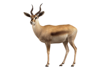 gazelle portrait isolated on white background.