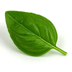Fresh basil leaf