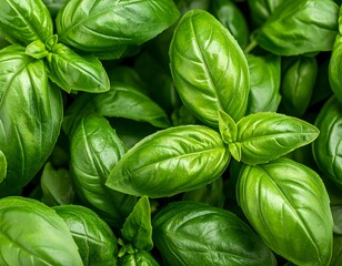 Fresh basil leaves close-up (1)