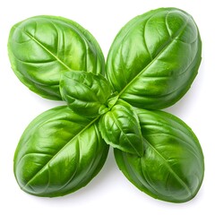 Fresh basil leaves, close-up