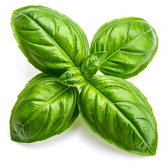 Fresh basil leaves close-up