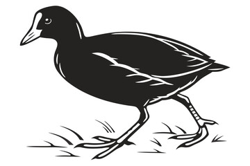 Obraz premium Coot sihouette black vector
