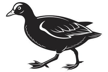 Fototapeta premium Coot sihouette black vector