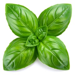 Fresh basil leaves