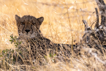 Telephoto show of a cheeta hiding in the bushes in Etosha National Park, Namibia.