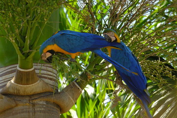 arara de Pirenopolis 