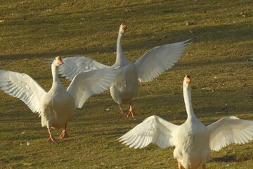 white goose in flight