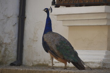 peacock in the zoo