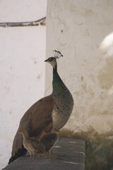 peacock on the wall