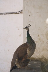 peacock on the wall