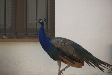peacock with feathers