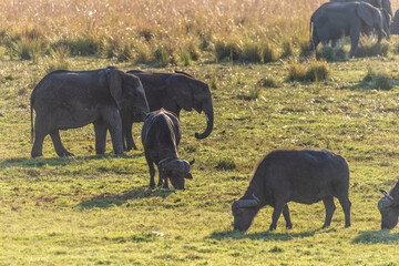 Telephoto shot of a herd of African Elephants feeding on the banks of the Chobe River, Botswana.