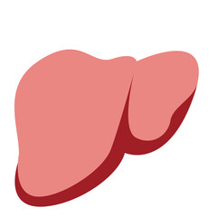 Human liver in smooth red tones. Ideal for anatomy charts, medical education, or digestive system healthcare illustrations.