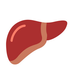 Human liver in stylized red shape. Ideal for anatomy charts, medical education, or healthcare and digestive system illustrations.