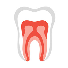 Human tooth with highlighted roots in red. Suitable for dental care graphics, anatomy diagrams, or oral health education.