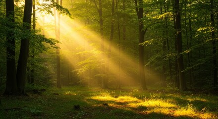 Golden Sunlight Streaming Through Lush Green Forest